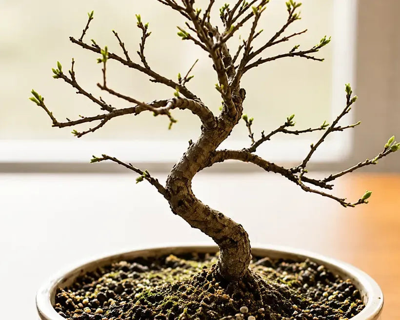 Planta con primeros signos de recuperación